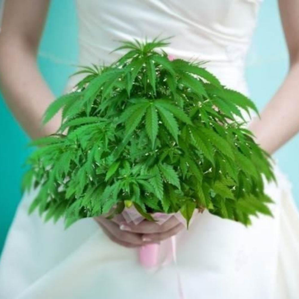 Detienen a novia que le puso marihuana a la comida de su boda Una mujer de Florida, en el sureste de Estados Unidos, acabó entre rejas tras decidir mezclar marihuana con la comida servida durante su banquete de bodas en febrero, informaron medios locales este jueves. 