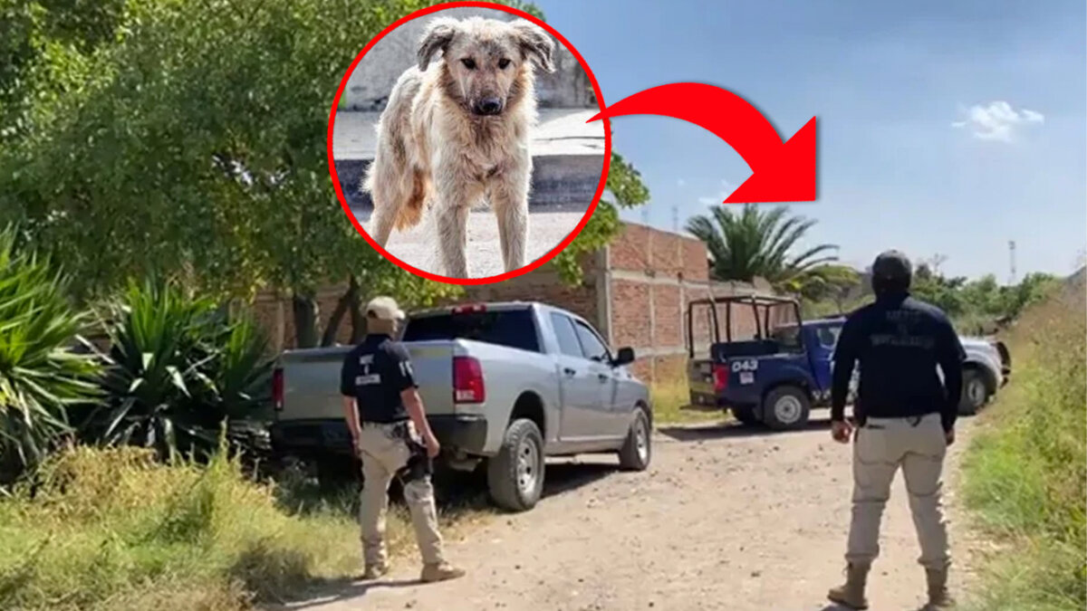 Macabro hallazgo: descubren fosa gracias a un perro con una pierna en el hocico Un macabro y tétrico caso de un perro que paseaba con una pierna en su hocico el fin de semana fue la señal clara para que autoridades dieran con una fosa ilegal en la que han encontrado cerca de 44 bolsas llenas de restos humanos.