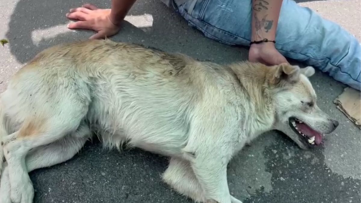 Desalmado lanzó a un perrito desde el puente de la Autopista Sur - Noticias  de Bogotá y Cundinamarca