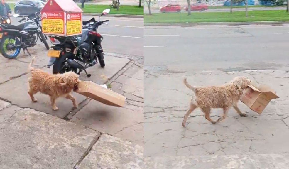 EN VIDEO: Perrito reciclador en Bogotá es la sensación en redes 'Mono' es el perrito que se ha convertido en el mejor amigo de un reciclador y recorre las calles de Bogotá haciendo esta admirable labor.