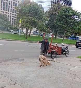 EN VIDEO: Perrito reciclador en Bogotá es la sensación en redes 'Mono' es el perrito que se ha convertido en el mejor amigo de un reciclador y recorre las calles de Bogotá haciendo esta admirable labor.