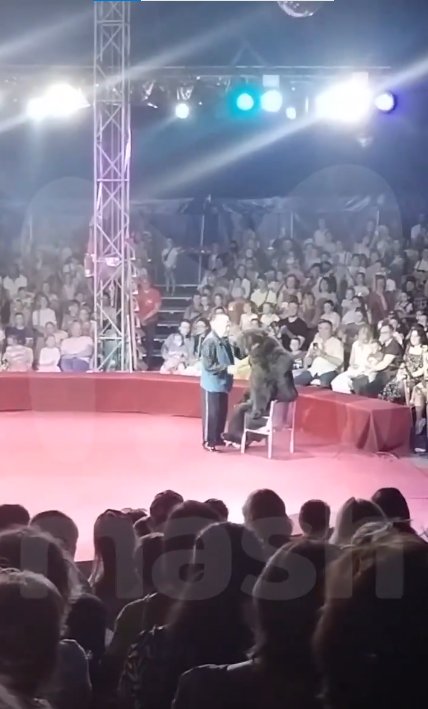 EN VIDEO: En pleno show, osa atacó a su entrenador El ataque se dio en un circo en Rusia, la situación se volvió caótica porque los niños empezaron a gritar y huir.
