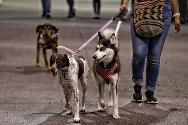 Mascotas ahora tienen asistencia médica gratis Conozca Televet, la nueva plataforma de atención veterinaria para mascotas de familias vulnerables o peluditos en situación de calle.