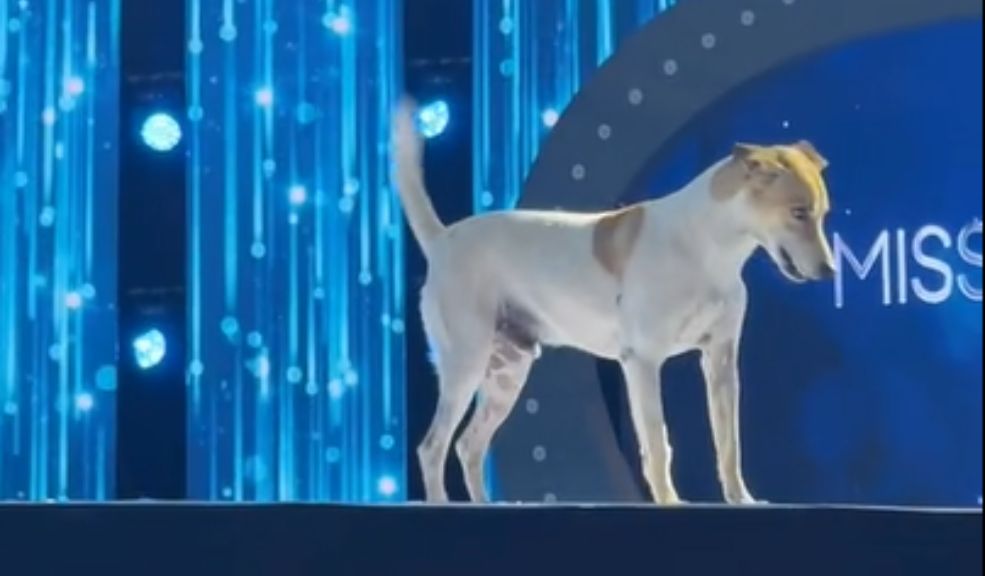 EN VIDEO: Este es el perrito que se robó el show en pasarela de Miss Universo Colombia El perrito desfiló con mucha seguridad por la pasarela.