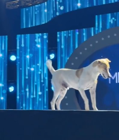 EN VIDEO: Este es el perrito que se robó el show en pasarela de Miss Universo Colombia El perrito desfiló con mucha seguridad por la pasarela.