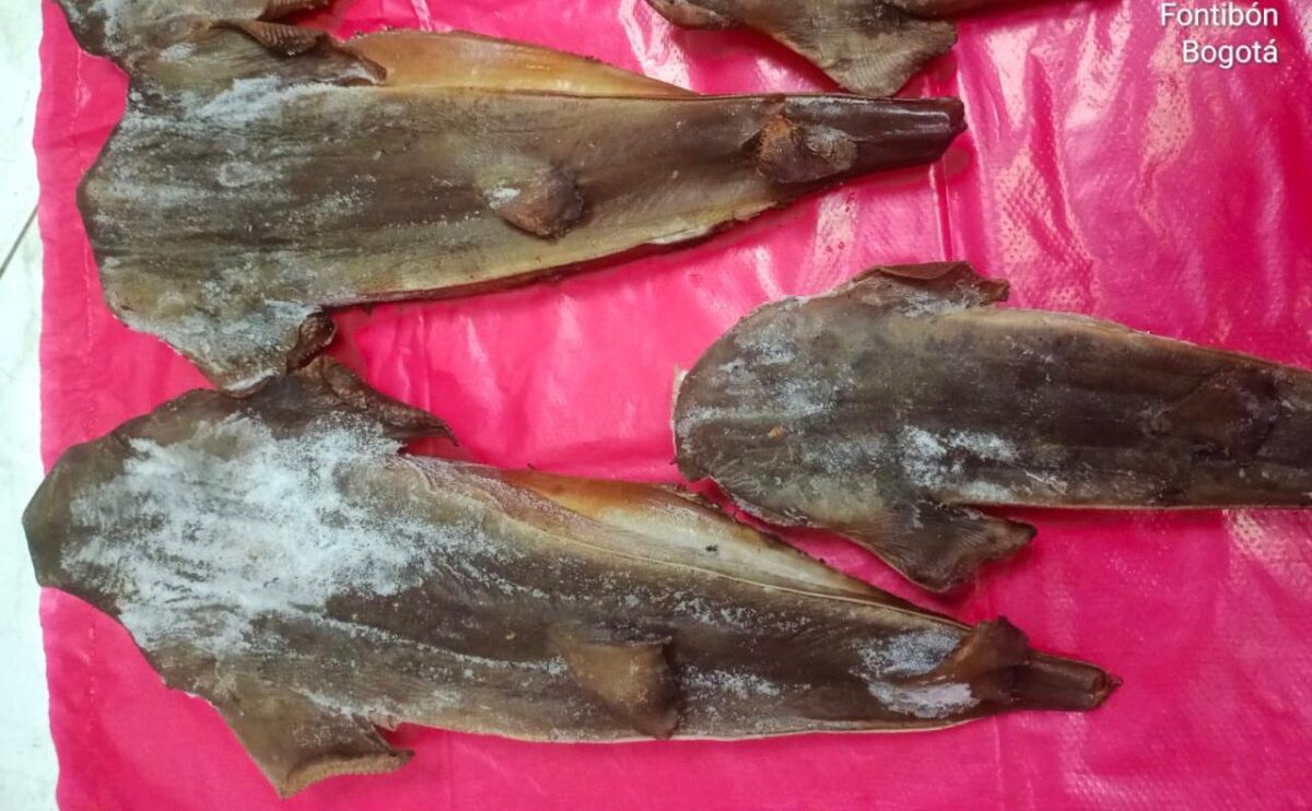 ¡Indignante! Restaurante de Bogotá comercializaba carne de tiburón en vía de extinción La Secretaría de Ambiente, con el apoyo de la Policía Nacional, incautó 5.5 kilogramos de carne de tiburón tollo (Mustelus sp.) que estaban siendo comercializados en un restaurante de la ciudad.