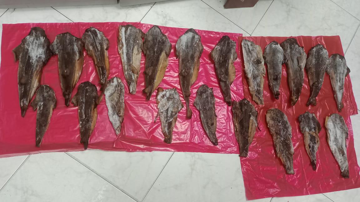 ¡Indignante! Restaurante de Bogotá comercializaba carne de tiburón en vía de extinción La Secretaría de Ambiente, con el apoyo de la Policía Nacional, incautó 5.5 kilogramos de carne de tiburón tollo (Mustelus sp.) que estaban siendo comercializados en un restaurante de la ciudad.