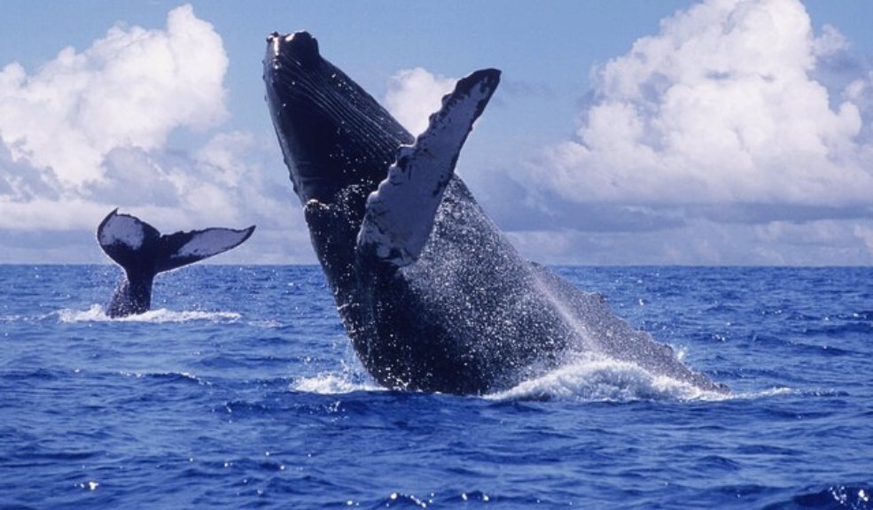 Arrancó la temporada de avistamiento de ballenas en el Pacífico Colombianos que residen en el Pacífico ya le dieron a las ballenas jorobadas.