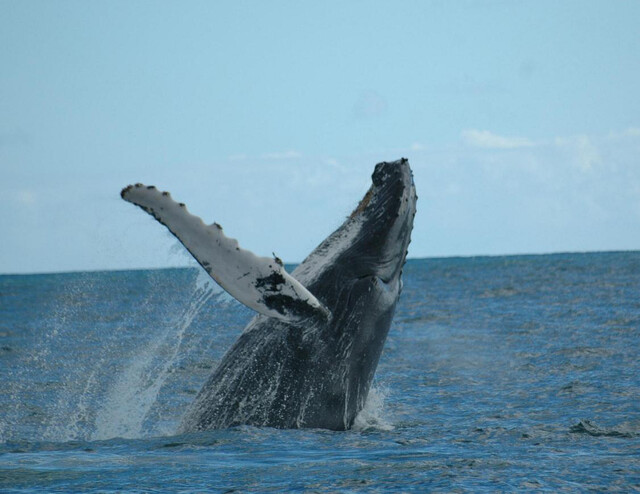 Arrancó la temporada de avistamiento de ballenas en el Pacífico Colombianos que residen en el Pacífico ya le dieron a las ballenas jorobadas.