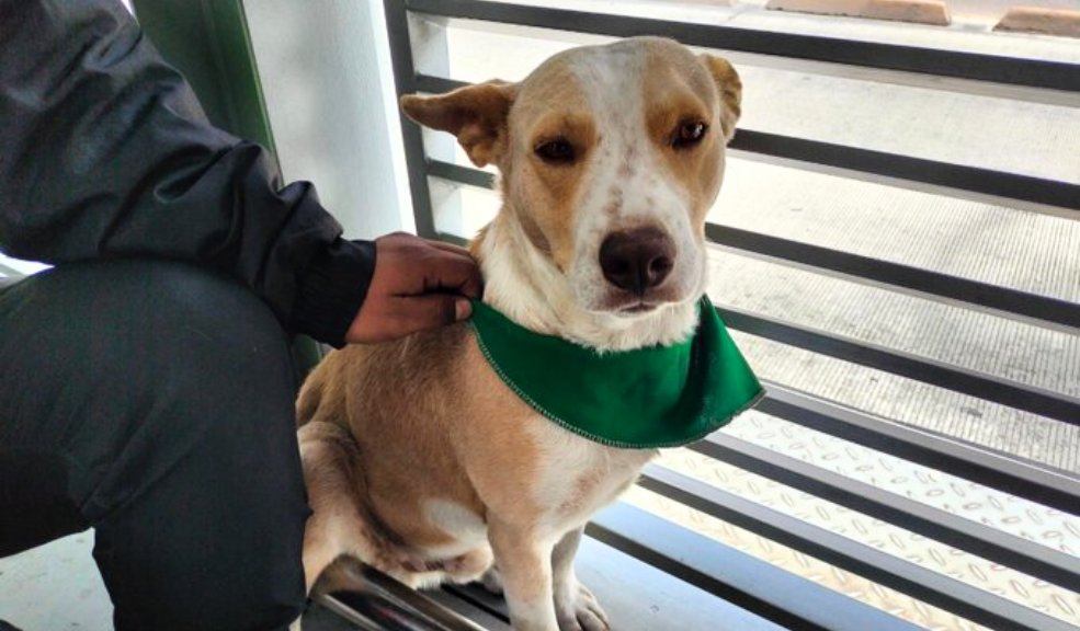 Conmovedor: operario de Transmilenio adoptó a perrito abandonado en una estación La mascota llegó a la estación El Campín, desde una articulado de TransMilenio que se diría para Suba.