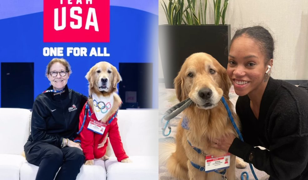 Beacon, el Golden Retriever que conquistó los Olímpicos En los Juegos Olímpicos de París 2024, hay una estrella que no necesita medallas ni competencias para brillar. Su nombre es Beacon, un golden retriever de cuatro años que ha capturado los corazones de la delegación estadounidense y de todos los que han tenido el placer de conocerlo.