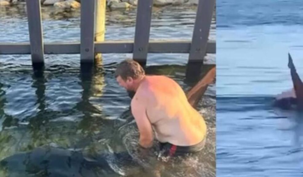 EN VIDEO: Hombre arriesga su vida para regresar al mar a un tiburón En Australia, Tristan Turner ayudó a un tiburón varado y luego intentó montarlo. Aunque no fue atacado, recibió muchas críticas por su imprudencia.