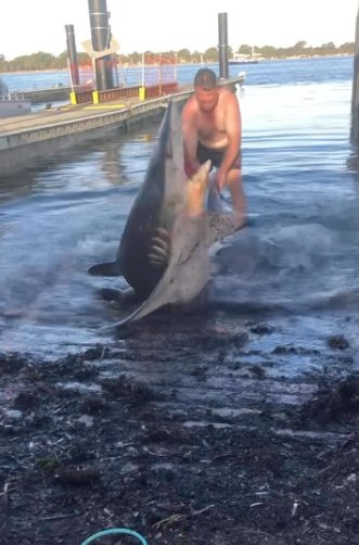 EN VIDEO: Hombre arriesga su vida para regresar al mar a un tiburón En Australia, Tristan Turner ayudó a un tiburón varado y luego intentó montarlo. Aunque no fue atacado, recibió muchas críticas por su imprudencia.