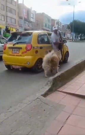 EN VIDEO: La verdad detrás del supuesto abandono de perrito En redes sociales se volvió viral el video de un hombre que supuestamente abandona a un perrito en Duitama (Boyacá). Las autoridades le hicieron seguimiento al caso y esto fue lo que encontraron.