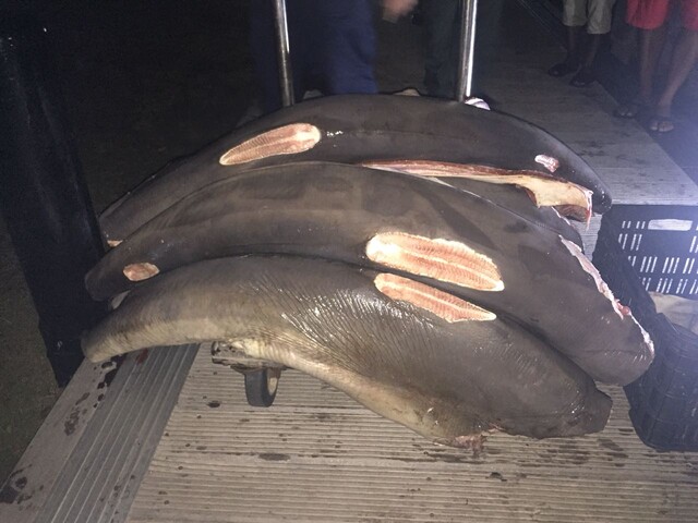 Procuraduría pide informe al Distrito por venta de carne de tiburón en Bogotá La Procuraduría hizo la solicitud luego de que se incautara carne de tiburón en un restaurante de Bogotá