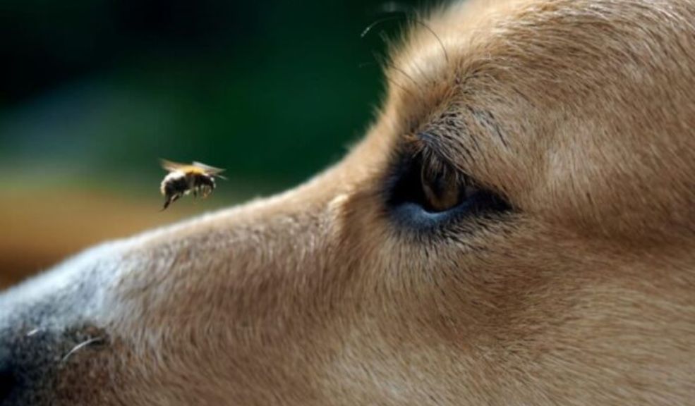 Abuelito murió al intentar salvar a su perro de un ataque de abejas Juan Manuel López, un hombre de 72 años, falleció mientras intentaba rescatar a su perro durante un ataque de abejas en el exterior de su casa, en México.