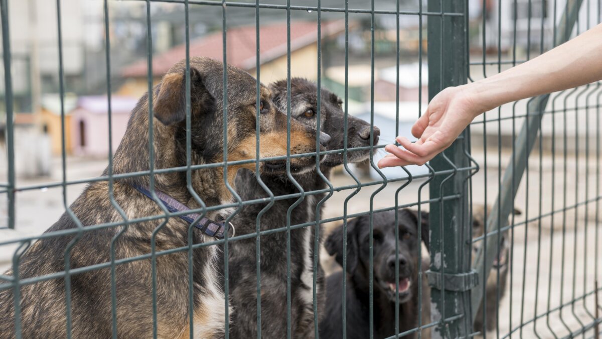 Alcaldía rescató 78 animales que eran comercializados en la Plaza del Restrepo Este operativo dirigido por la Alcaldía se llevó a cabo con el propósito de garantizar que no se estuvieran comercializando animales vivos en este centro de abastecimiento de alimentos, en cumplimiento del Acuerdo Distrital 801 de 2021, que prohíbe dicha práctica en las plazas de mercado de la ciudad.