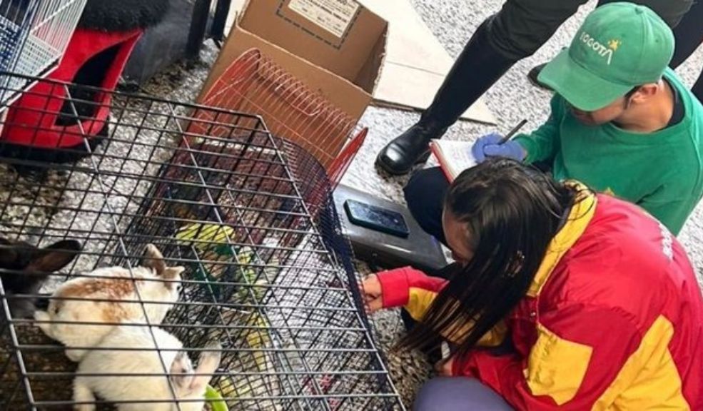 Alcaldía rescató 78 animales que eran comercializados en la Plaza del Restrepo Este operativo dirigido por la Alcaldía se llevó a cabo con el propósito de garantizar que no se estuvieran comercializando animales vivos en este centro de abastecimiento de alimentos, en cumplimiento del Acuerdo Distrital 801 de 2021, que prohíbe dicha práctica en las plazas de mercado de la ciudad.