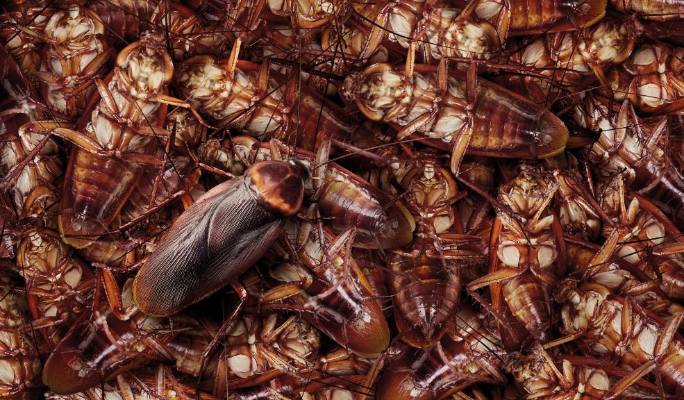 Crisis por invasión de ratas y cucarachas al norte de Bogotá Bogotá enfrenta un creciente problema de salud pública debido a la proliferación de ratas y otras plagas, especialmente al norte de la ciudad. Este fenómeno no solo ha generado pánico entre los habitantes, sino que pone en riesgo la salud de la comunidad.