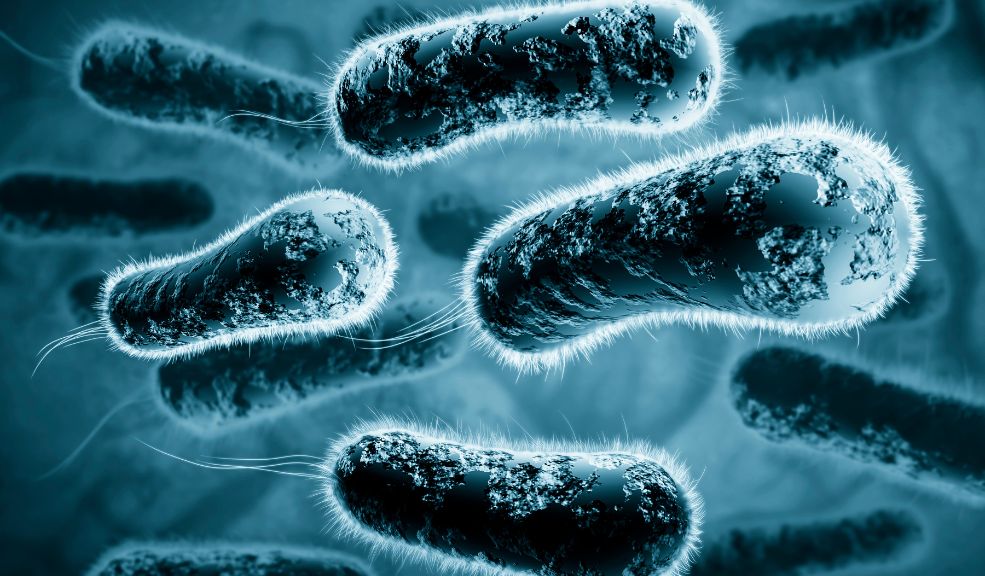 Esta es la bacteria que adquirió el joven que será sometido a eutanasia Pero años más tarde, en un viaje al municipio de Melgar, en Tolima, adquirió una bacteria luego de sumergirse en una piscina. A su regreso a Bogotá, desarrolló una llaga en su glúteo izquierdo, que luego se extendió al derecho, afectando el hueso. “La infección empezó a agrandarse. En este momento, llevo hospitalizado un mes. Fui a consultar porque tenía fiebre y dolor en los huesos”, comentó. Los exámenes revelaron que la bacteria seguía muy activa en su cuerpo, destruyendo tejidos y provocando osteomielitis (una infección del hueso causada generalmente por bacterias, micobacterias u hongos).