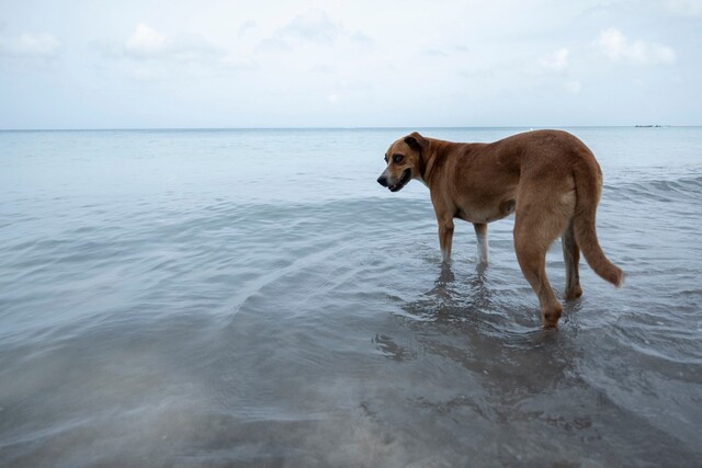 “Quien viola un animal puede violar un niño”: radican proyecto para que la zoofilia sea delito Los zoofílicos en Colombia se expondrían a penas de hasta tres años de prisión, de ser aprobada la propuesta.