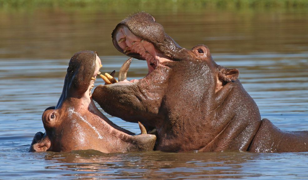 Sacrificarán 723 animales por crisis alimentaria Namibia ha anunciado un plan para sacrificar más de 700 animales salvajes, incluidos elefantes, cebras e hipopótamos, para enfrentar la grave inseguridad alimentaria provocada por la peor sequía que se ha vivido en un siglo.