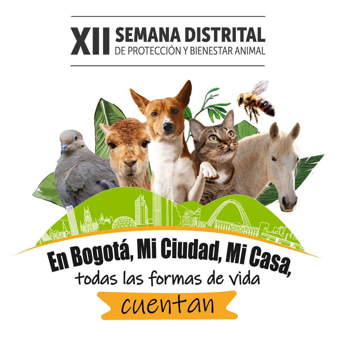 Bogotá se prepara para la semana de Protección y Bienestar Animal: habrá más de 40 actividades Con más de 40 actividades virtuales y presenciales, este evento busca sensibilizar a la ciudadanía sobre la importancia de cuidar y proteger a nuestros animales.