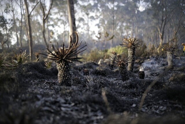 Cierran los senderos ecológicos de los cerros orientales por riesgo de incendios forestales La Alcaldía de Bogotá y Acueducto anunciaron el cierre temporal de los senderos ecológicos ubicados en los cerros orientales, con el fin de mitigar los posibles incendios forestales.