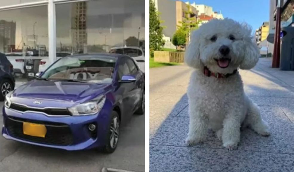 Ladrones se robaron carro con perrito adentro en Modelia Una familia se encuentra desesperada debido a que unos desalmados delincuentes les robaron su vehículo, en el que se encontraba su mascota. El hecho ocurrió a la altura del barrio Modelia, en Fontibón.