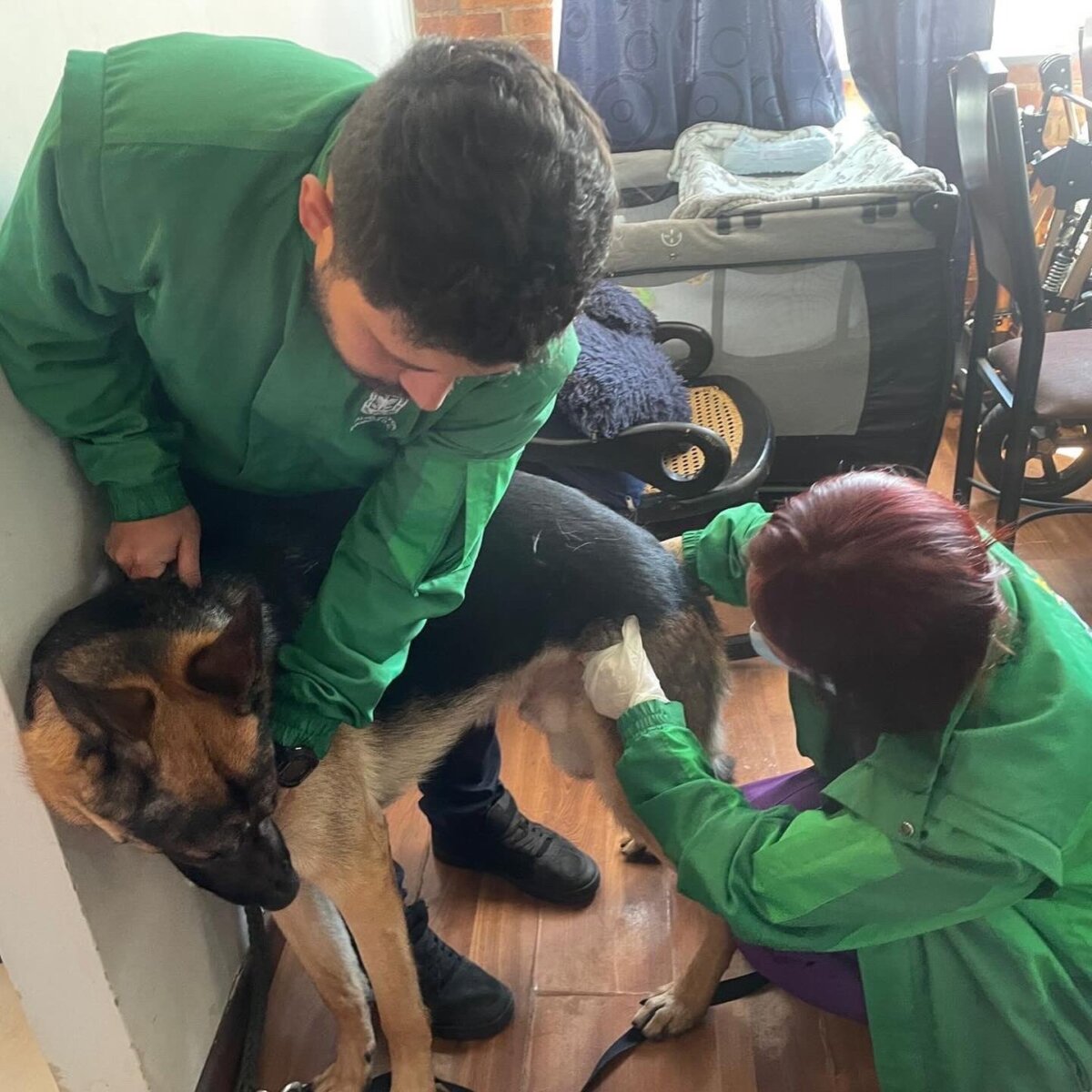 Perrito agredido en ascensor ya fue atendido por Bienestar Animal El incidente fue registrado por las cámaras de seguridad del ascensor, donde se observa al dueño del animal propinarle varias patadas, luego de que el peludo se orinara en el elevador.