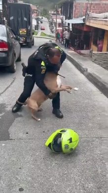 Policía aclara la muerte de un perro en medio de una riña familiar: el peludo atacó a un uniformado Un hecho lamentable sacudió la tranquilidad de la ciudad de Manizales este viernes. Una riña familiar que se salió de control terminó con un perro muerto, varios heridos y un uniformado incapacitado.