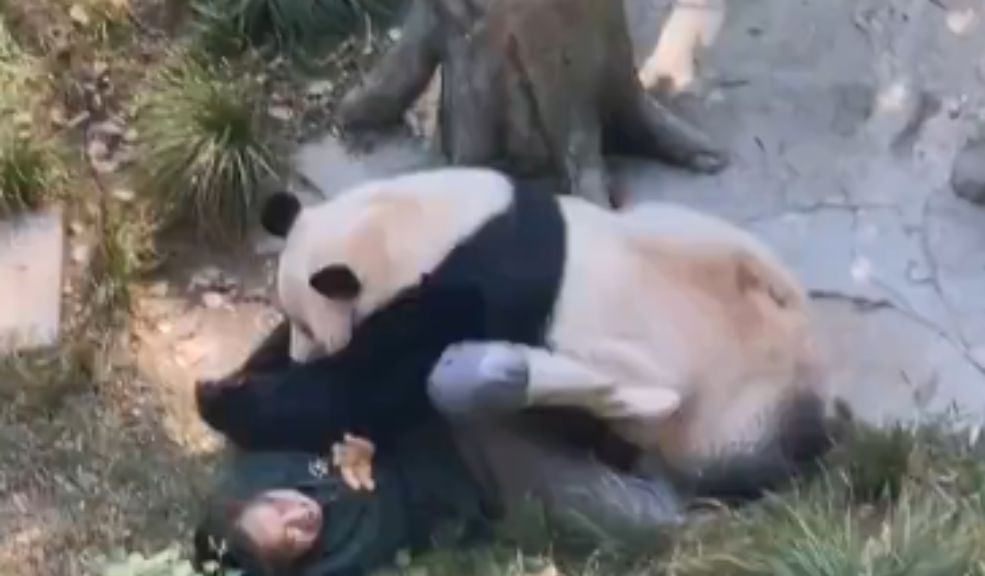 EN VIDEO: Oso panda ataca a su cuidadora en un zoológico Un video se hizo viral en redes sociales al mostrar a un panda, llamado Ding Ding, que persiguió y atacó a su cuidadora. El incidente sucedió en el zoológico de Chongqing, en el suroeste de China.