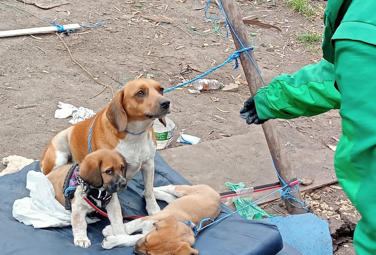 ¿Qué pasó con los animalitos de la Comunidad Emberá que estaban en el Parque Nacional? Luego de que la comunidad Emberá manifestará su intención de llevarse los animales, el Instituto Distrital de Protección y Bienestar Animal ha decidido intervenir a fin de asegurar el bienestar de las mascotas.