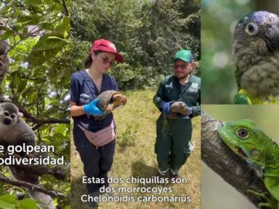 Inicio Nuevo 10 datos clave para entender el evento mundial más importante sobre biodiversidad que se realizará en nuestro país: COP16.