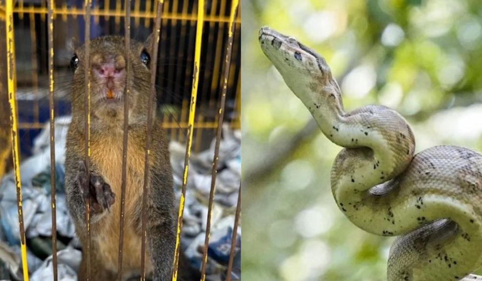 59 animales silvestres víctimas del tráfico ilegal en Bogotá fueros rescatados y puestos en libertad Estos animales, que incluyen una diversidad de especies como tortugas, monos, iguanas, aves y serpientes, fueron rescatados de redes de tráfico ilegal, rehabilitados durante meses o años, y finalmente liberados en un entorno natural donde pueden reanudar sus roles ecológicos.