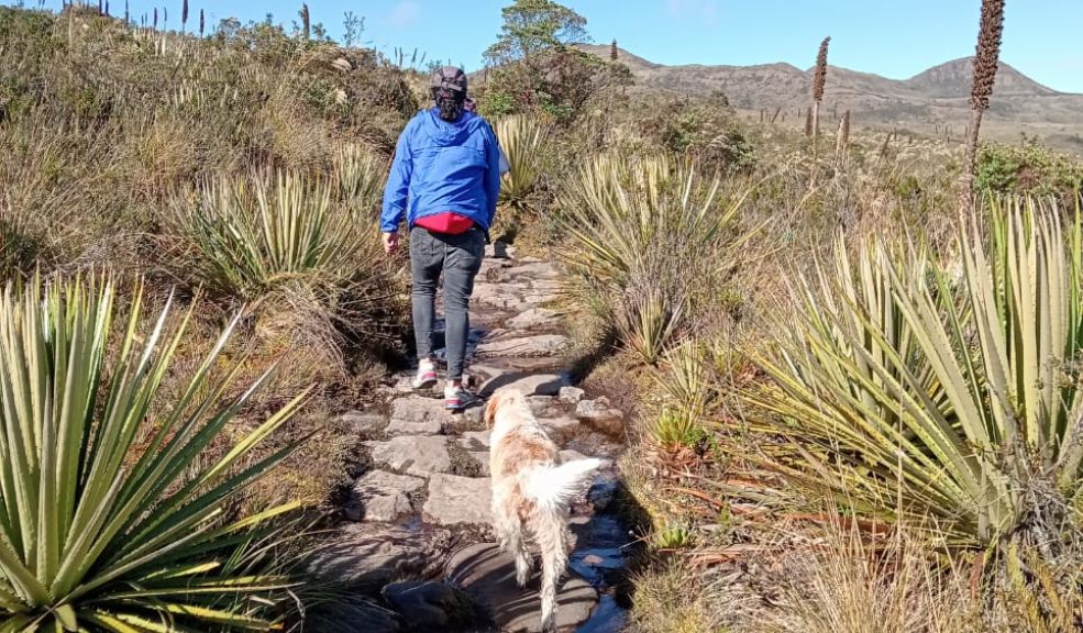 Alianza entre Itaú y WWF promete preservar y restaurar 30 hectáreas de páramo en Colombia Como parte de esta colaboración, se plantarán 6.000 frailejones y otras especies nativas en el Santuario de Fauna y Flora Guanentá - Alto Río Fonce, que se encuentra entre los departamentos de Santander y Boyacá.