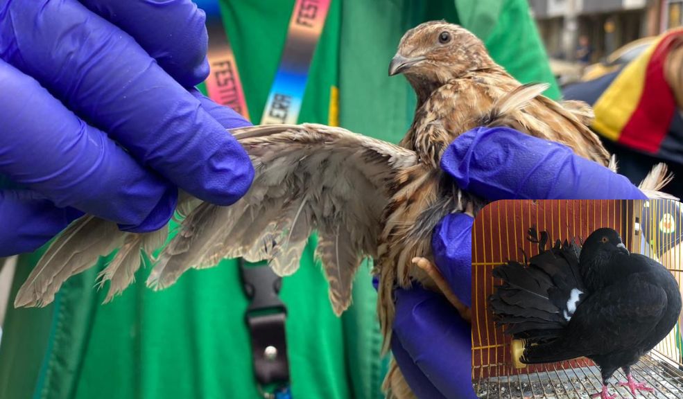 En Ciudad Bolívar rescataron 44 animales que estaban en pésimas condiciones Autoridades hallaron patos, codornices y otras especies de animales hacinadas y desnutridas en establecimiento del barrio Tres Esquinas, Ciudad Bolívar.