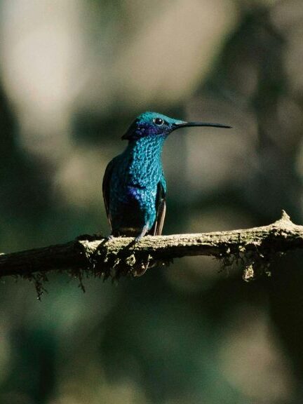 Esta es la guía virtual que le permite consultar toda la fauna y flora de Bogotá Entre los datos puede consultar el nombre común de la especie o planta, la distribución geográfica, el tamaño, su dieta y estado de conservación, entre otros.