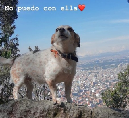 Jorge Enrique Abello manifestó su dolor por la pérdida de su perrita Las mascotas se han convertido en un miembro esencial de las familias contemporáneas, y su partida puede sentirse tan dolorosa como la de un ser querido. Así lo ha demostrado el actor colombiano Jorge Enrique Abello, quien atraviesa un duelo por la muerte de su fiel compañera, una perrita a la que llamaba Pulga Rosa.