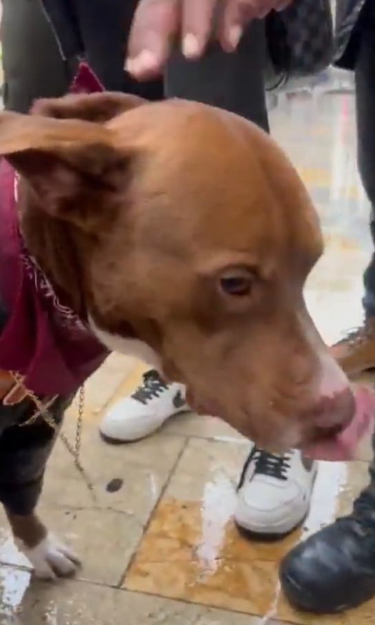 Rescatan a perrito que era usado por su dueño para pedir plata en el centro de Bogotá La comunidad, en compañía de las autoridades, logró rescatar a un perrito que era explotado por su dueño, pues lo usaba para pedir monedas a cambio de fotos. Así lo encontraron.