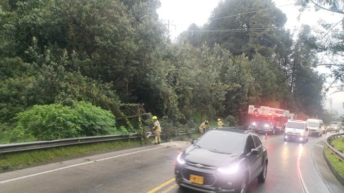 Bogotá está en alerta por caída de árboles, ya son 143 este mes Este incremento es preocupante, ya que en octubre fueron 89 los árboles caídos, y en lo que va del año ya suman 772.