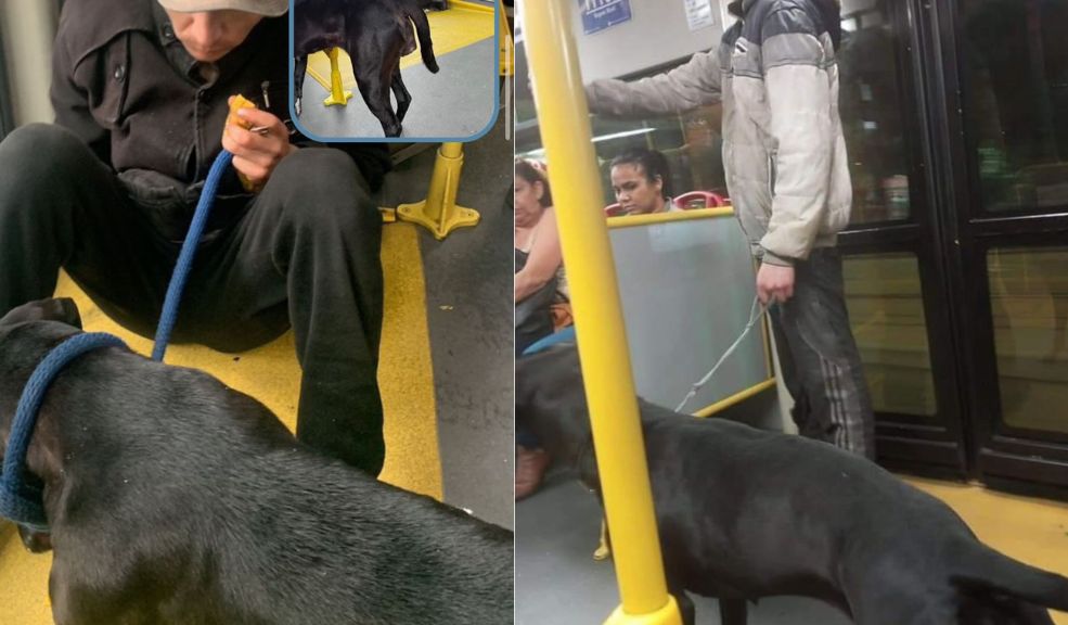 Perrita explotada para pedir dinero fue rescatada: se presume que también era abusada La perrita estaba bajo el poder de un habitante de calle que la utilizaba para pedir dinero en TransMilenio. Se sospecha que también era abusada. ¡Indignante!