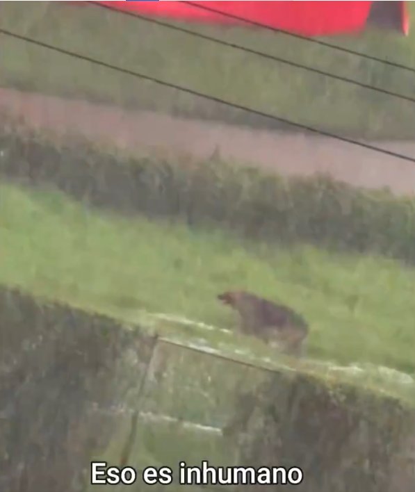 EN VIDEO: Dejaron a un perrito encadenado durante fuertes lluvias en Bogotá Este 9 de noviembre, un video compartido en redes sociales ha causado gran indignación entre los internautas, pues en este se ve a un perrito buscando refugio de las lluvias y granizadas que se presentaron el sábado en la tarde en Bogotá; sin embargo, no lo logró, pues estaba encadenado.